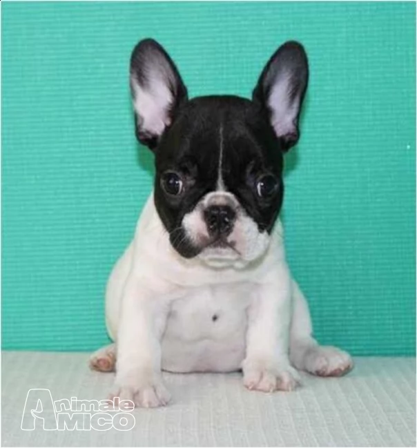  adorabile cucciolo bulldog francese per la vendita | Foto 0