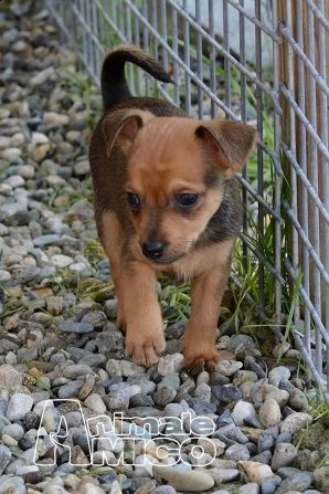 pinscher nano maschietti