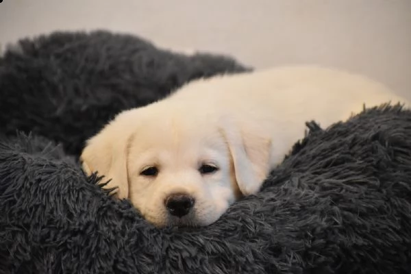 tre (3)cuccioli di labrador retriever miele | Foto 0