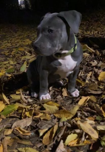 maschio e femmina cuccioli di american pitbull terrier