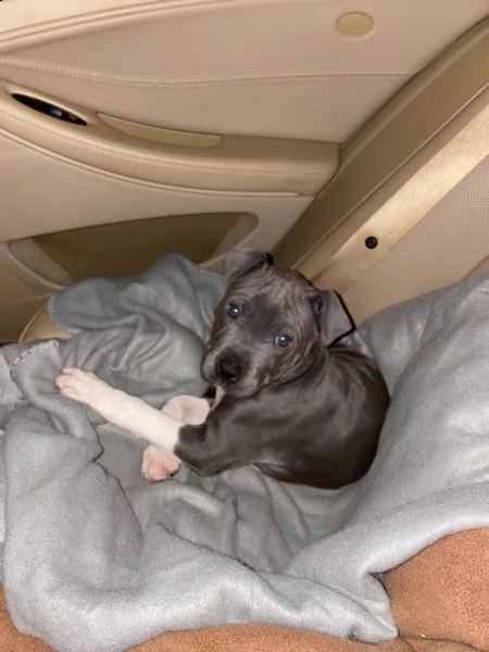 maschio e femmina cuccioli di american pitbull terrier | Foto 3