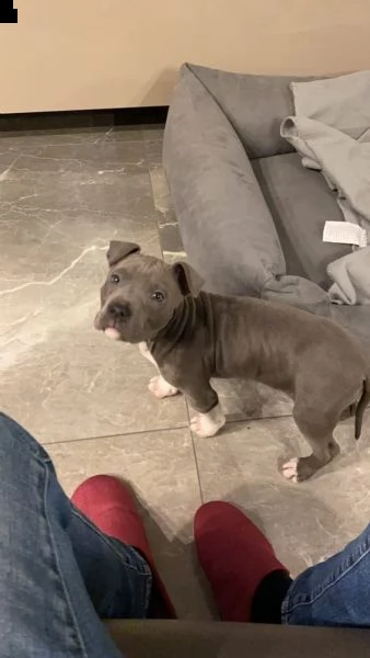 maschio e femmina cuccioli di american pitbull terrier | Foto 2