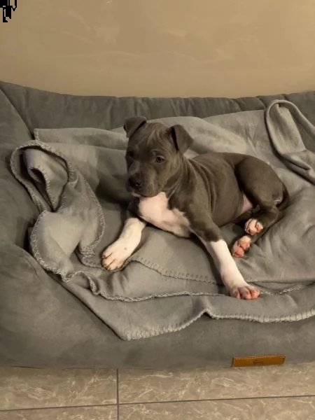 maschio e femmina cuccioli di american pitbull terrier | Foto 1