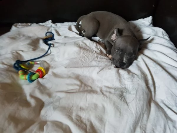 maschio e femmina cuccioli di american pitbull terrier | Foto 0