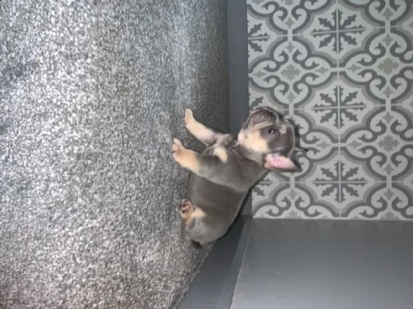 regalo bouledogue francese cuccioli maschio e femm | Foto 2
