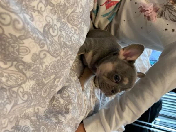 regalo bouledogue francese cuccioli maschio e femm | Foto 1