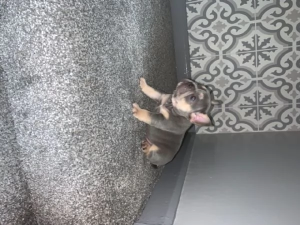 regalo bouledogue francese cuccioli maschio e femm | Foto 0