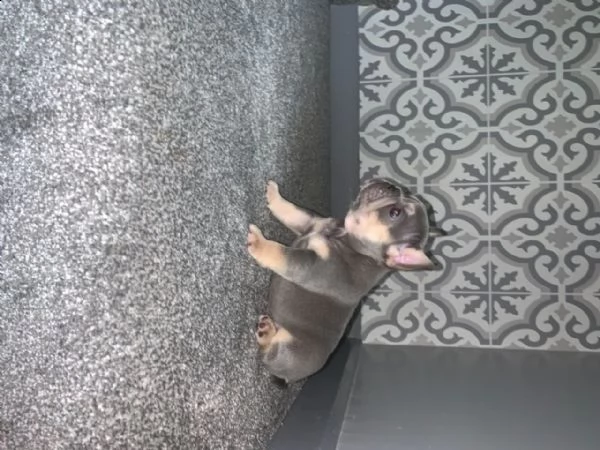 regalo bouledogue francese cuccioli maschio e femm