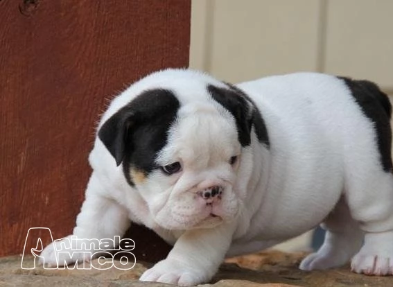 sani cuccioli bulldog inglese per l'adozione