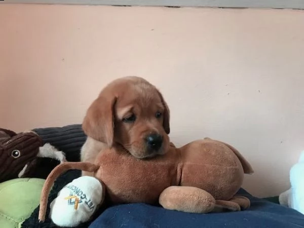 labrador selezionati 
