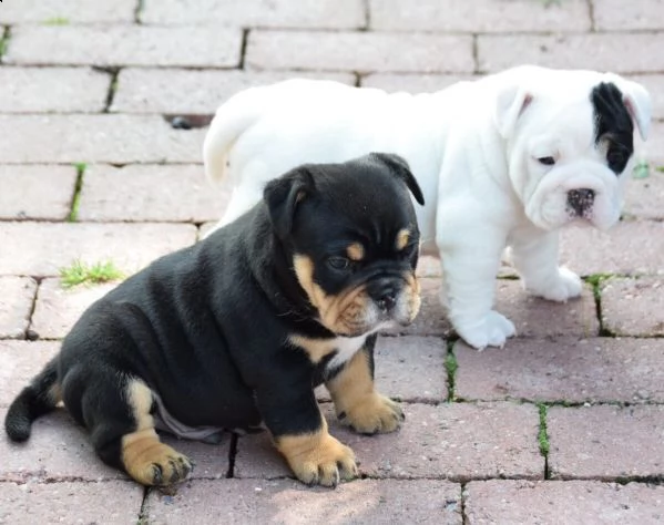  bulldog inglese cuccioli  | Foto 1