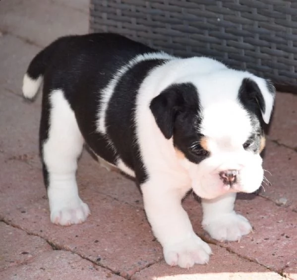  bulldog inglese cuccioli 