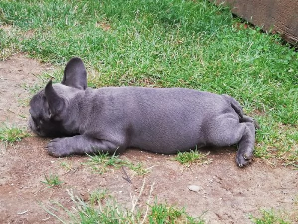 cuccioletto di bull dog francese | Foto 3