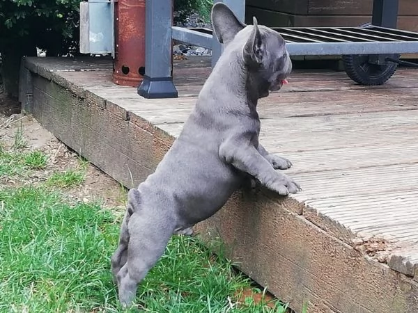 cuccioletto di bull dog francese | Foto 2