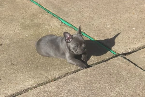 cuccioletto di bull dog francese