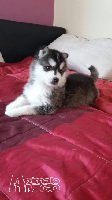 splendidi cuccioli siberian husky