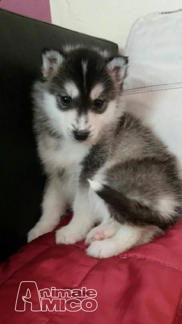 splendidi cuccioli siberian husky | Foto 1