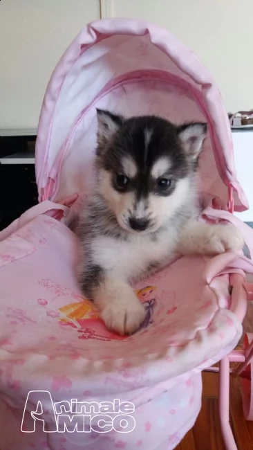 splendidi cuccioli siberian husky | Foto 0