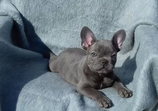 kuccioli bulldog francese - pedigree enci | Foto 2