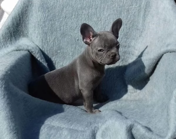 kuccioli bulldog francese - pedigree enci | Foto 0
