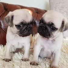 disponibili stupendi cuccioli carlino