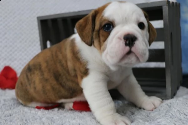 disponibili cuccioli di bulldog inglese