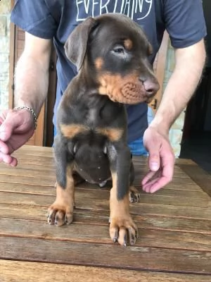 cuccioli di dobermann