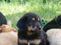 cuccioli hovawart disponibili | Foto 0