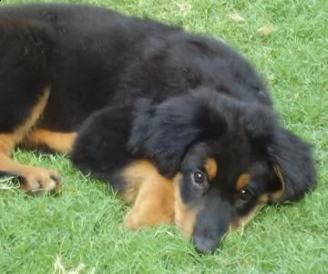 cuccioli hovawart disponibili