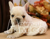 cuccioli di bulldog francese
