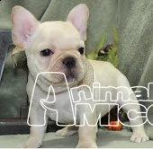 cuccioli di bulldog francese | Foto 1