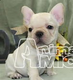 cuccioli di bulldog francese | Foto 0
