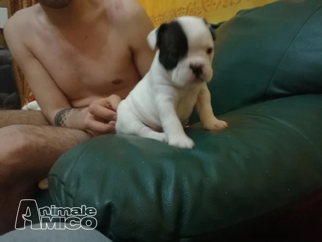 cuccioli di bouledogue francese | Foto 0