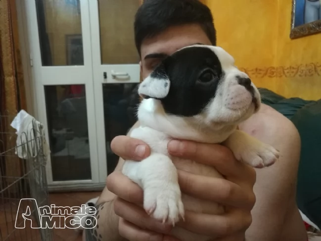 cuccioli di bouledogue francese