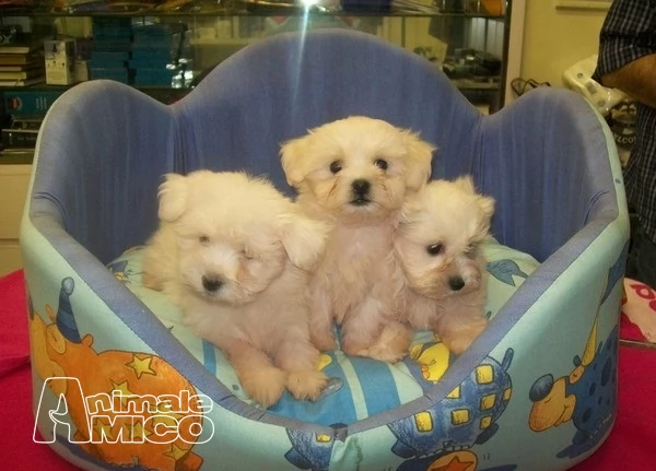 maltese cuccioli maschi e femmine di taglia piccola
