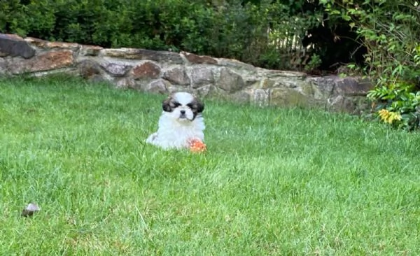 bellissima cucciola shitzu di 2 mesi | Foto 0
