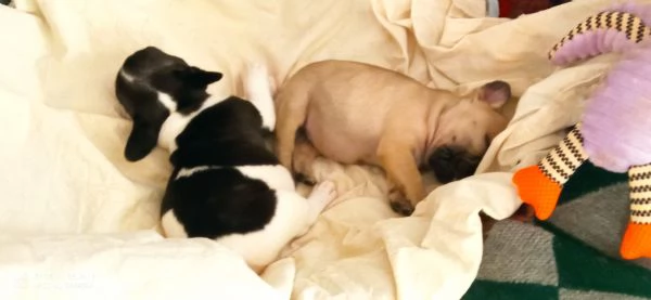 CUCCIOLA BOULDOGUE FRANCESE 