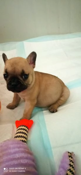 CUCCIOLA BOULDOGUE FRANCESE  | Foto 4