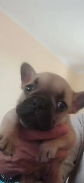 CUCCIOLA BOULDOGUE FRANCESE  | Foto 3
