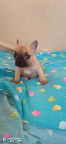 CUCCIOLA BOULDOGUE FRANCESE  | Foto 1
