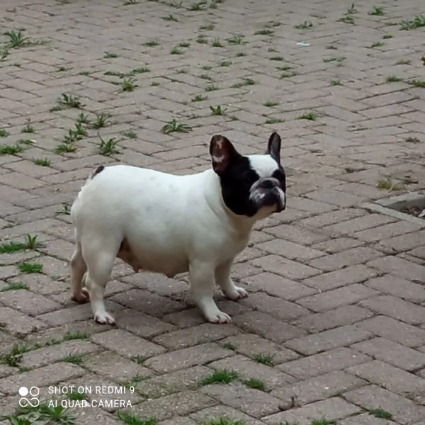 CUCCIOLA BOULDOGUE FRANCESE  | Foto 0