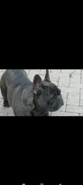 Cuccioli di bouldogue francese 