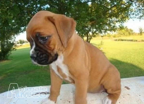 sani adorabili maschio e femmina cuccioli boxer