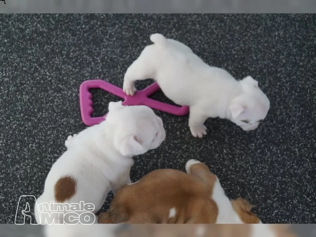 stupendi cuccioli di bulldog inglese