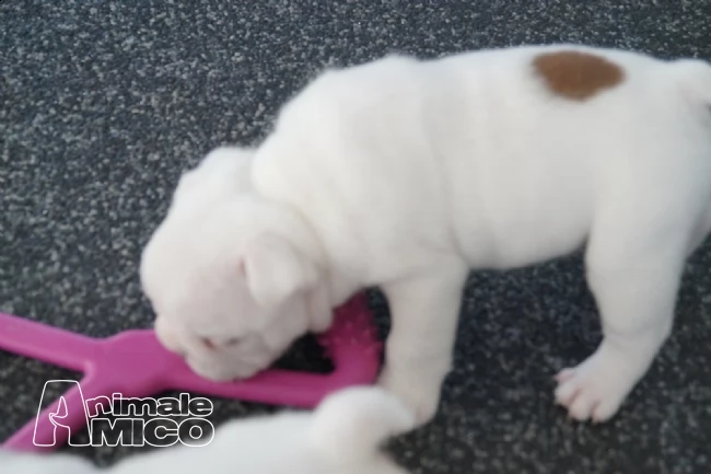 stupendi cuccioli di bulldog inglese | Foto 0