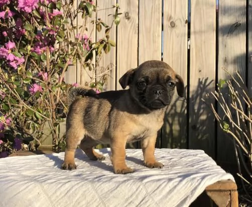 disponibili stupendi cuccioli carlino