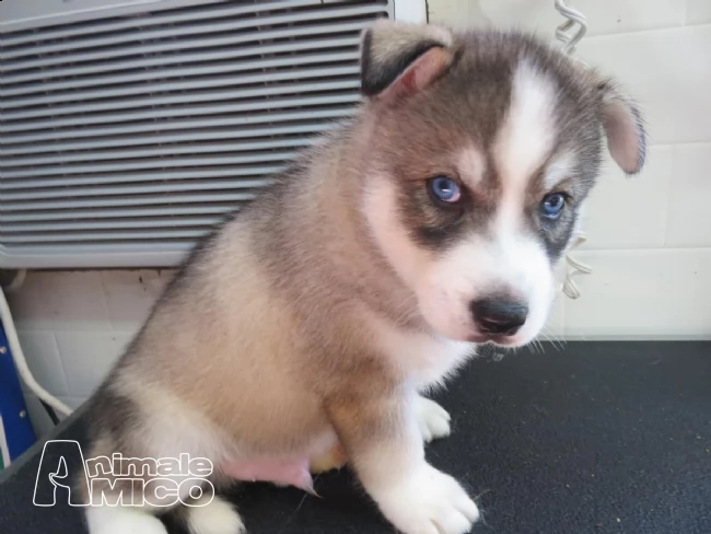 siberian husky maschi e femmine con pedigree