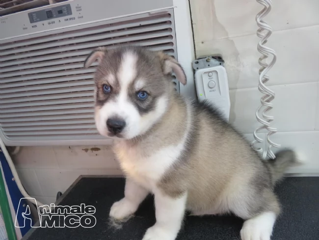 siberian husky maschi e femmine con pedigree | Foto 0