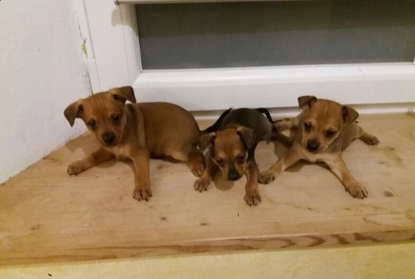 cuccioli di pinscher nano | Foto 0
