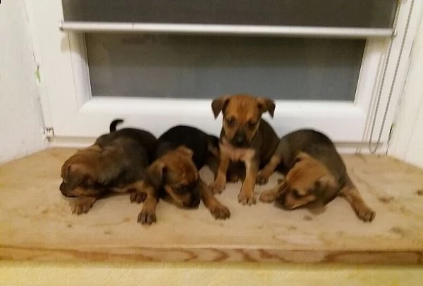 cuccioli di pinscher nano